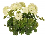 Geranium Franse UV -H2O bestending, Ø 30 H 39 cm